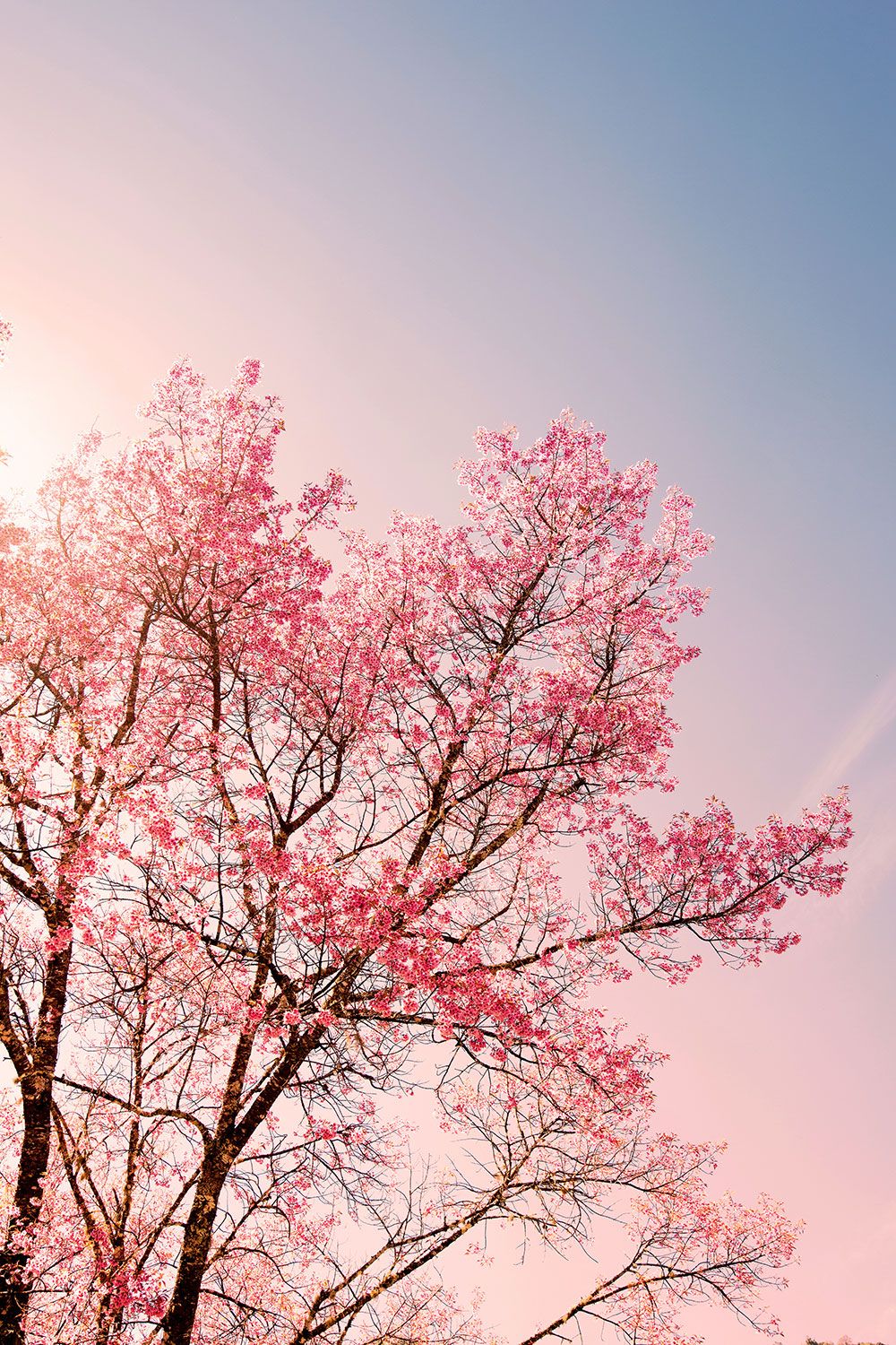 Order Pretty Pink Tree Wallpaper To Create Fantastic Wall Decor In