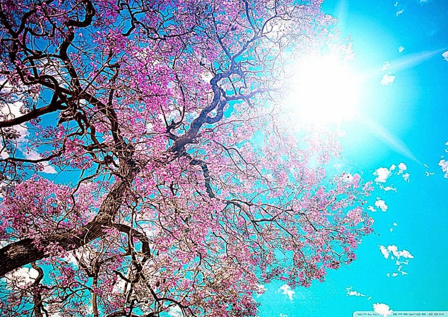 Spring Sunshine HD Desktop Wallpaper High Definition