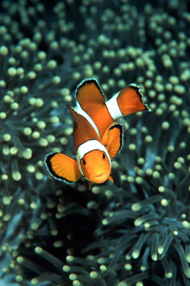 44 Clown Fish Wallpaper Hd On Wallpapersafari