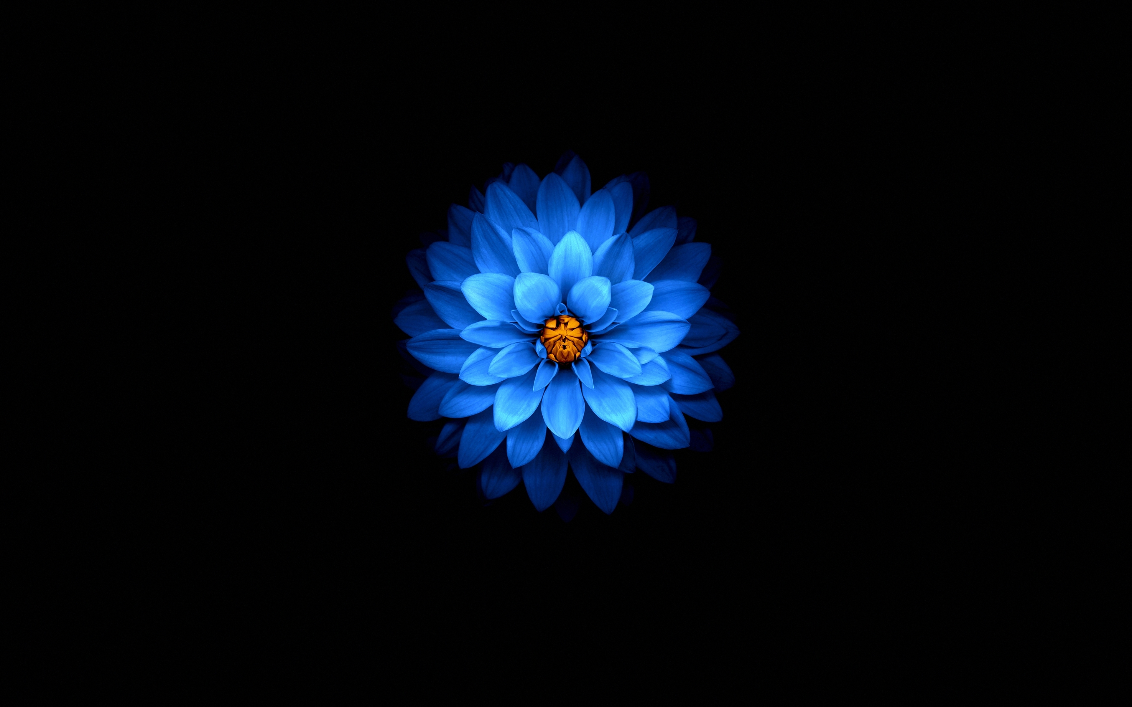 Wallpaper Blue Flower Dark Amoled 4k Wallaper