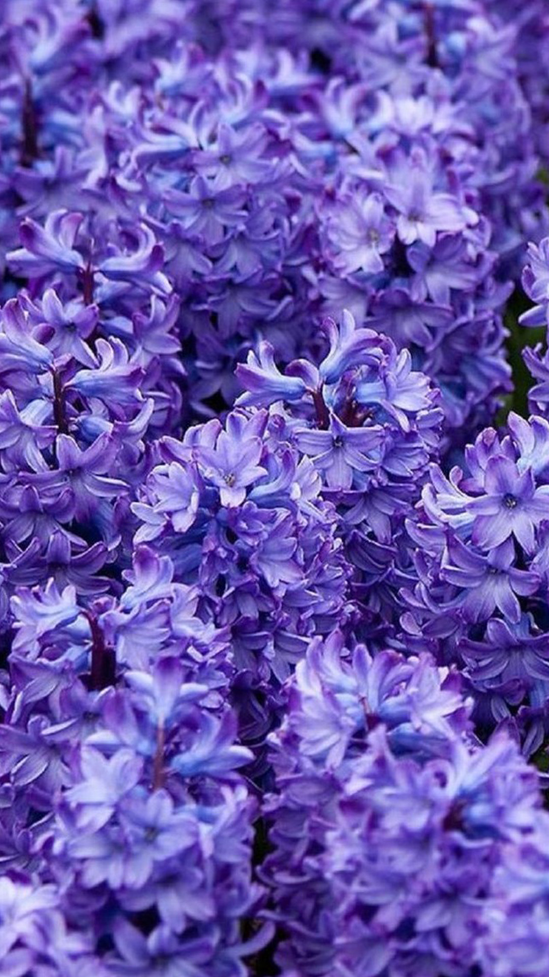 Flower iPhone Background Wallpaper