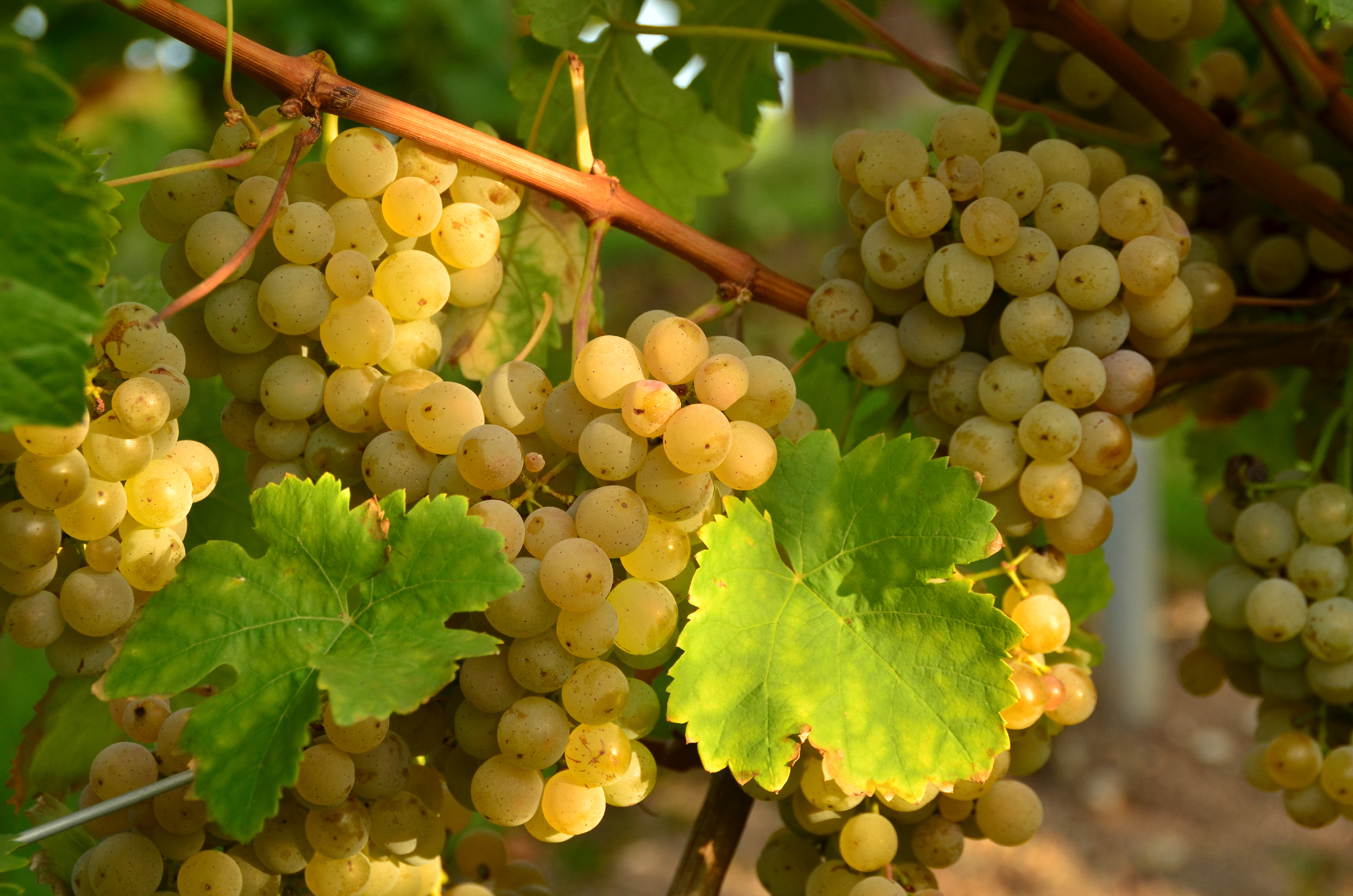 Grapes White Vine Leaves Jpg