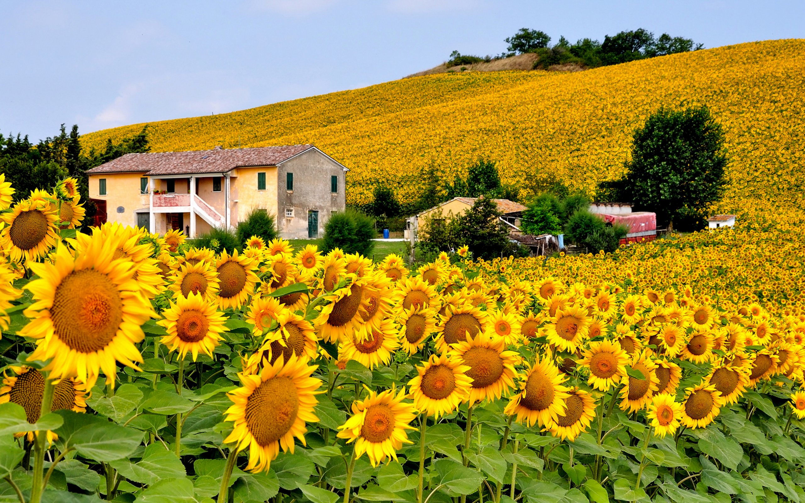 Italy Sunflowers Field Wallpaper