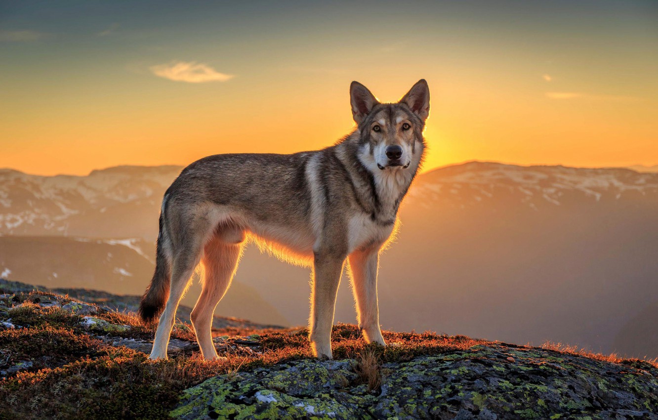 Wallpaper Look The Sun Landscape Each Dog Wolfdog Image For