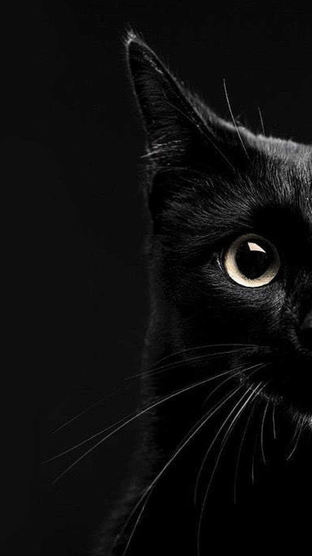 Cat iPhone Background Wallpaper