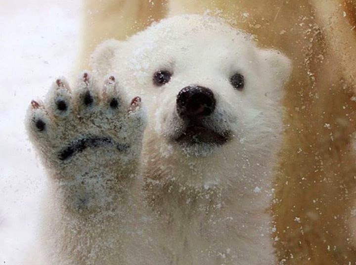 Bear Image Wonderful Polar Wallpaper