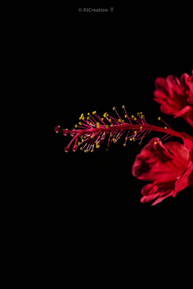 Dark Floral Wallpaper
