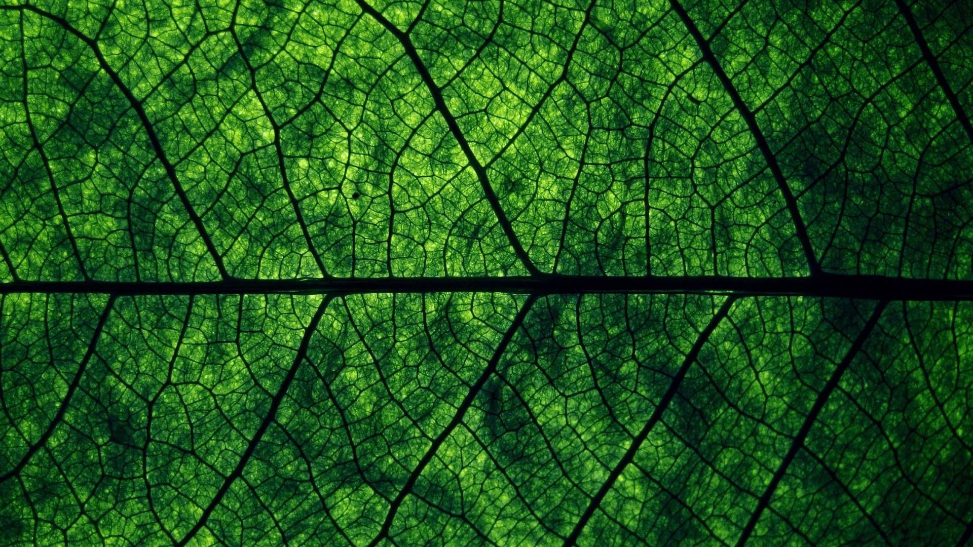 Leaves Macro Wallpaper
