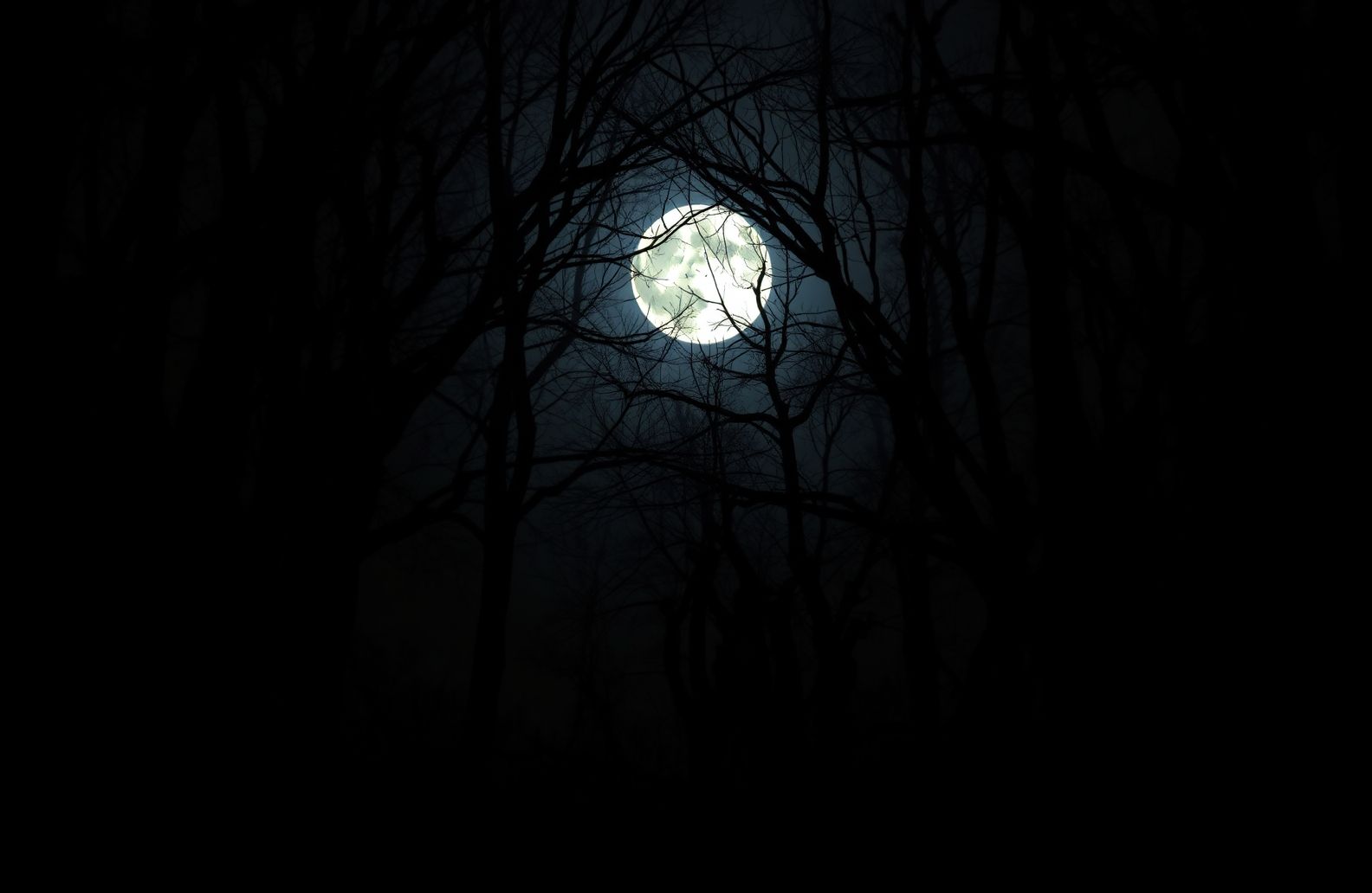 Dark Forest With Moon Wallpaper