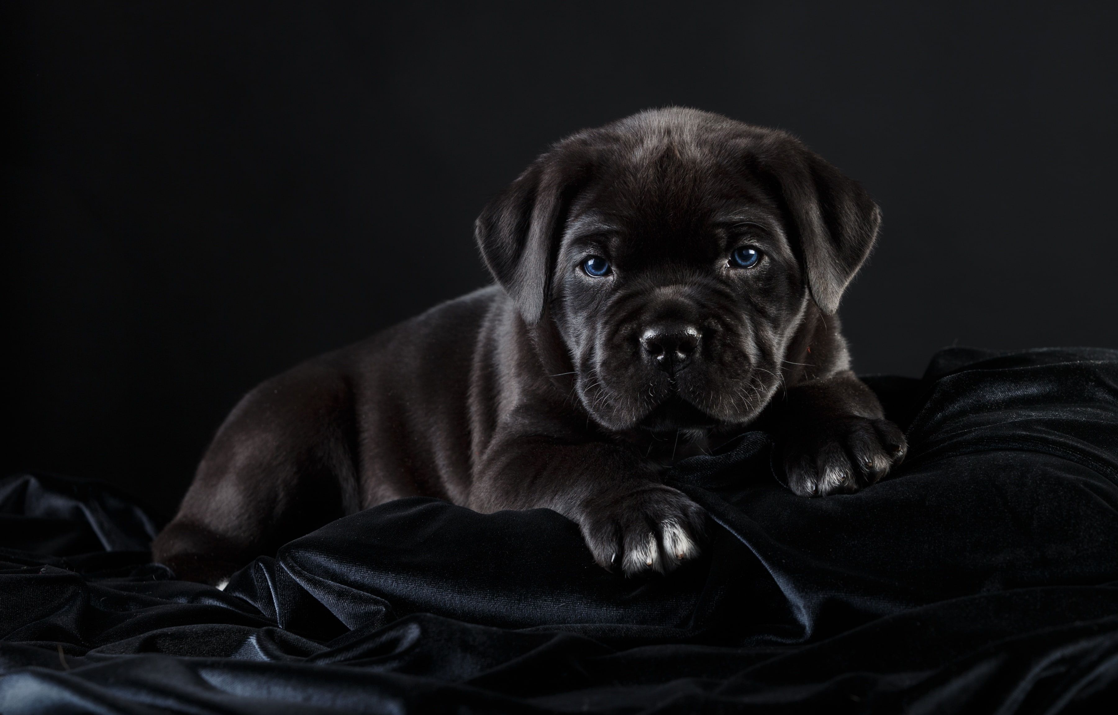 Black Puppy Handsome Cane Corso 2k Wallpaper HDwallpaper