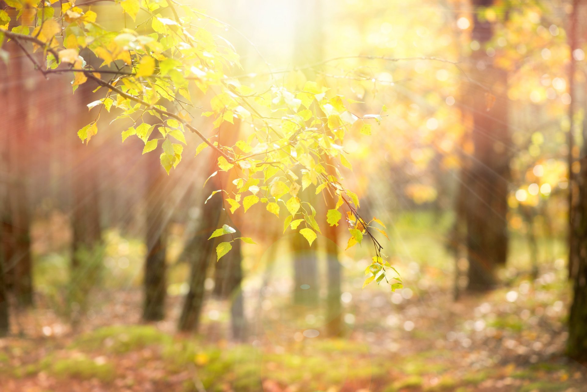 Free download nature tree leaves yellow branches sun rays blur