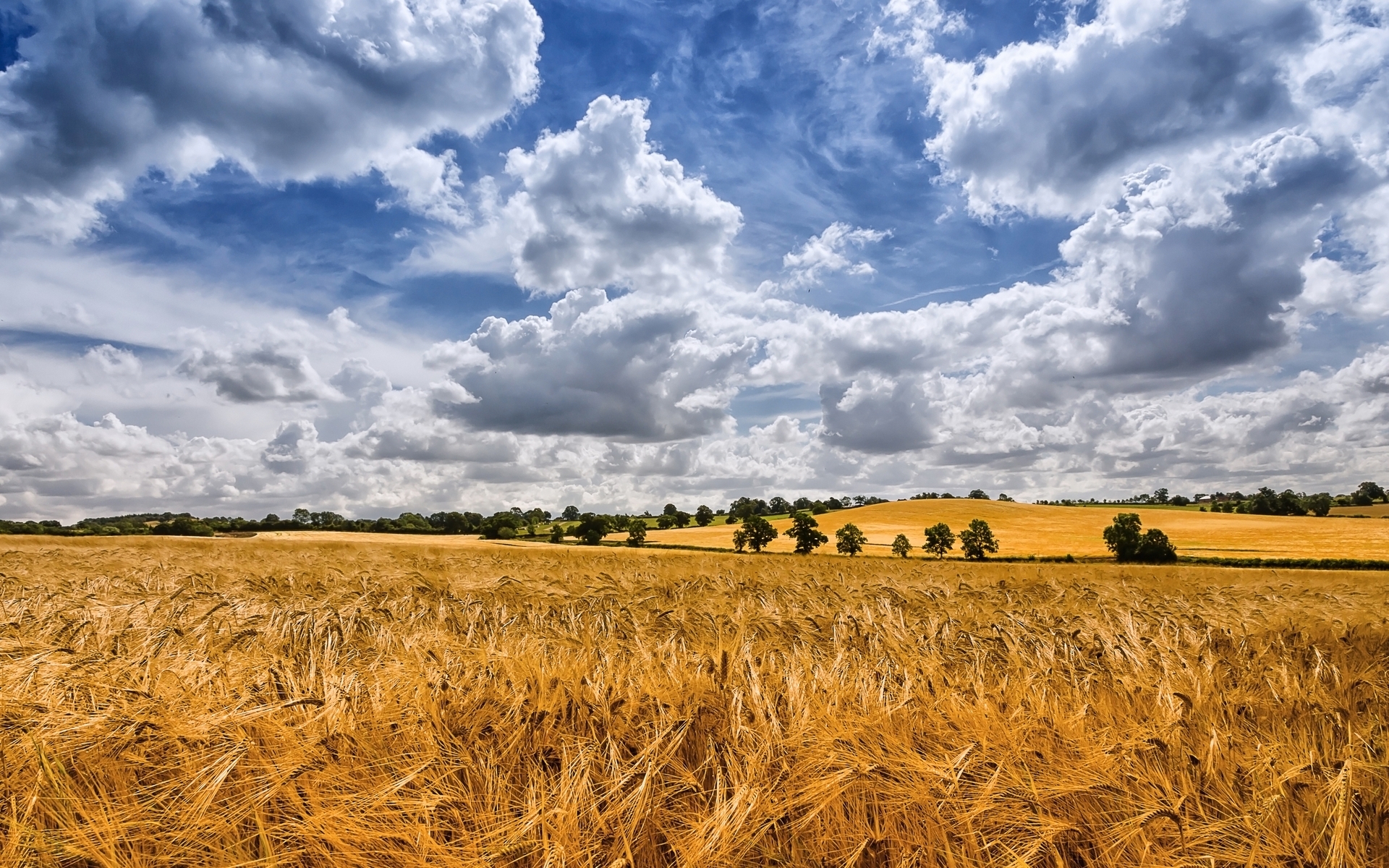 Golden Wheat Field Cloudy Sky Wallpaper