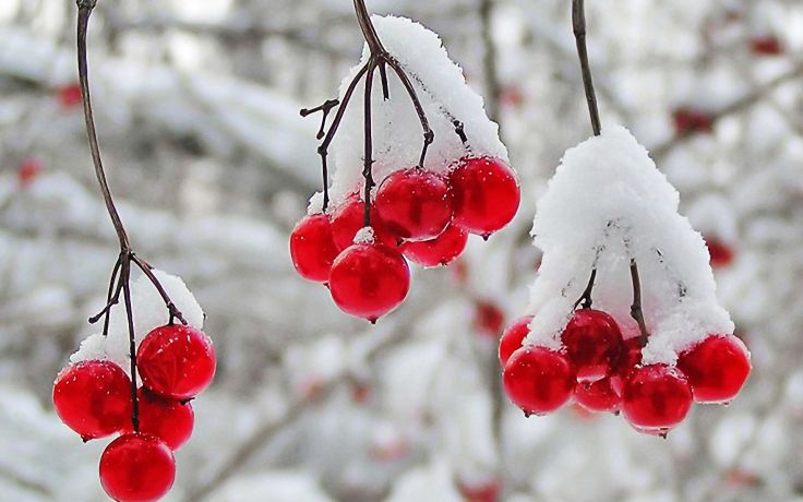 Winter First Snow Red Berries Fruits Cranberry R Wallpaper Background