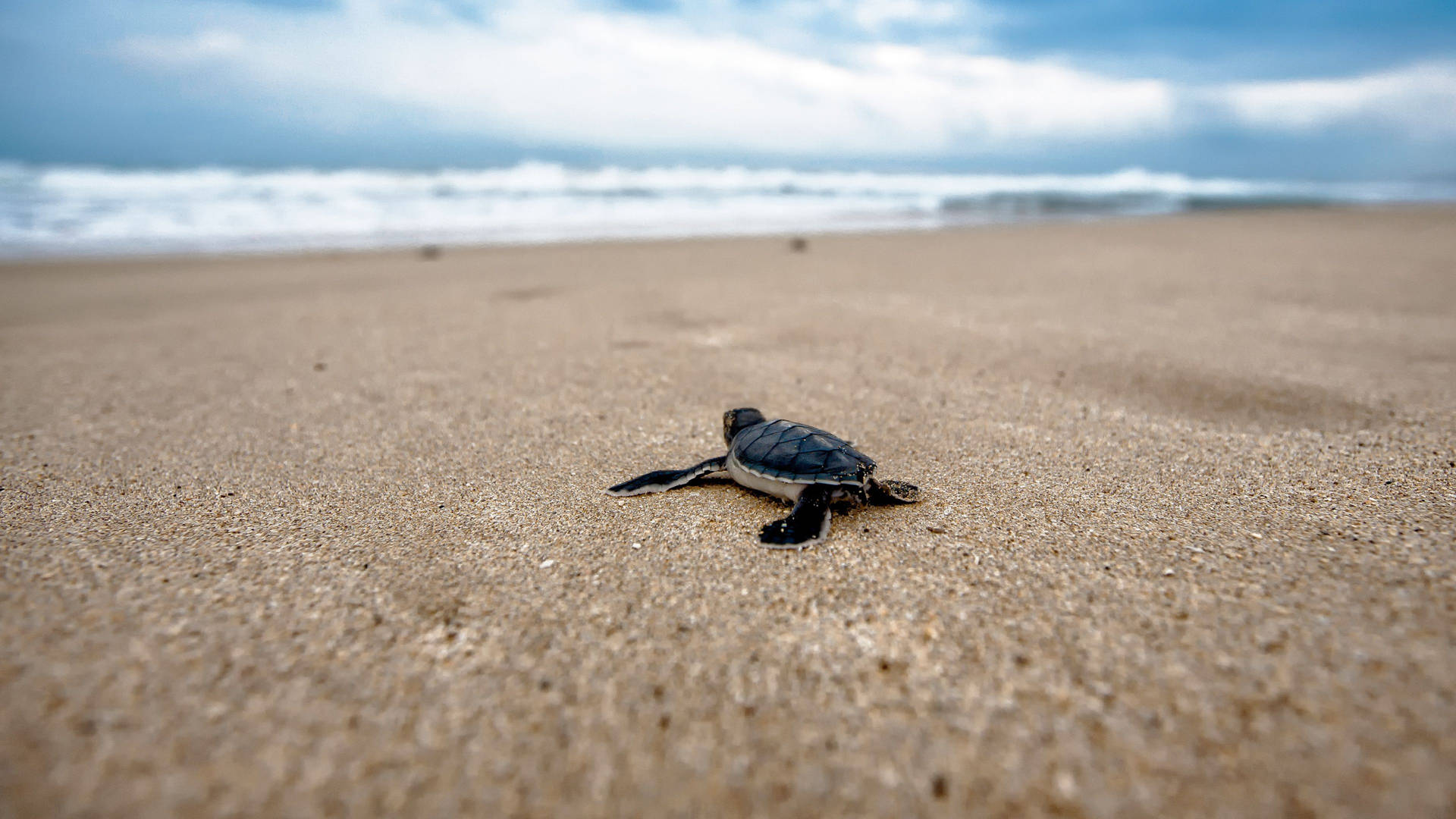 Cute Turtle Wallpaper