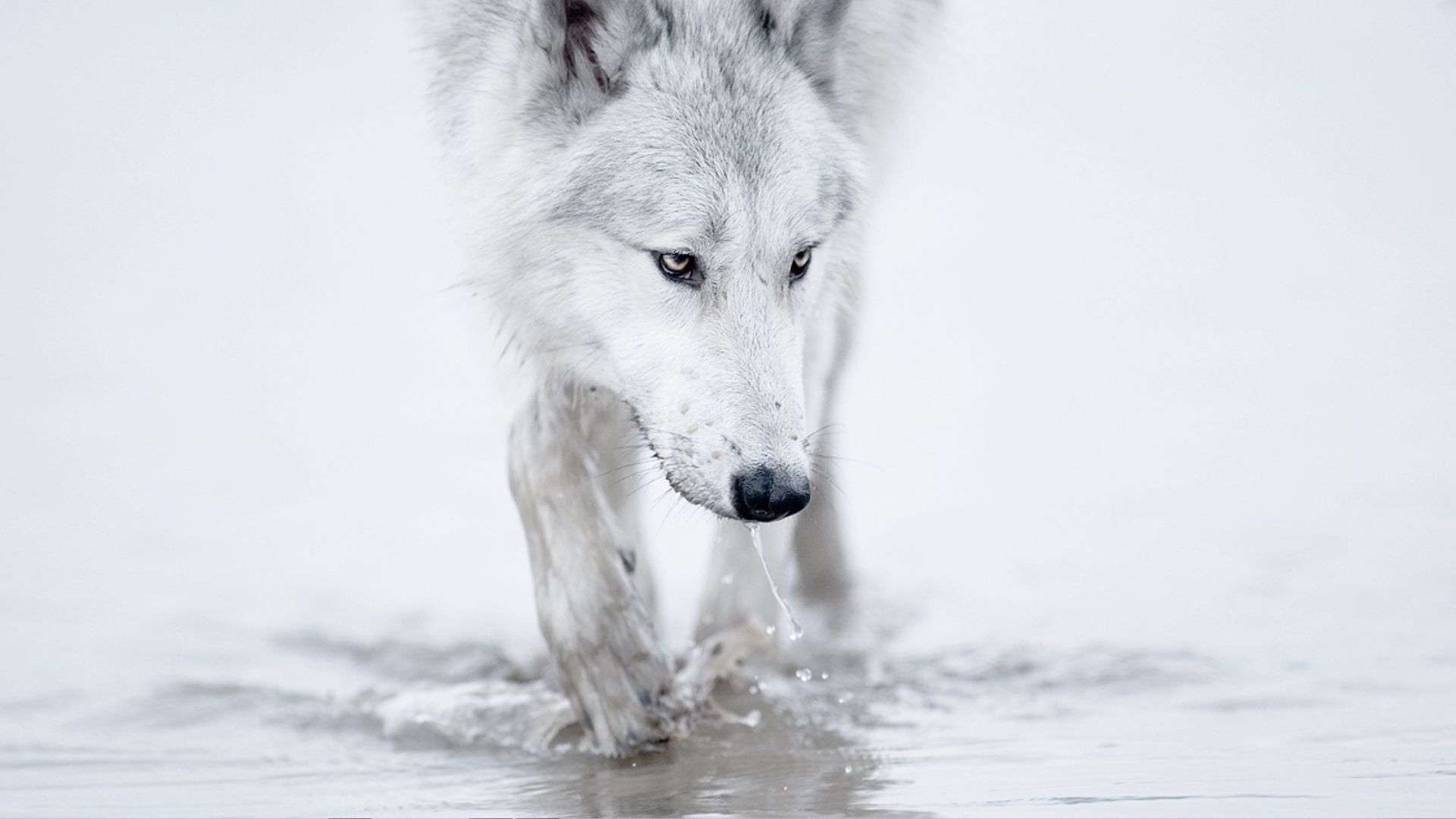 Winter Snow White Wolf Arctic Wallpaper