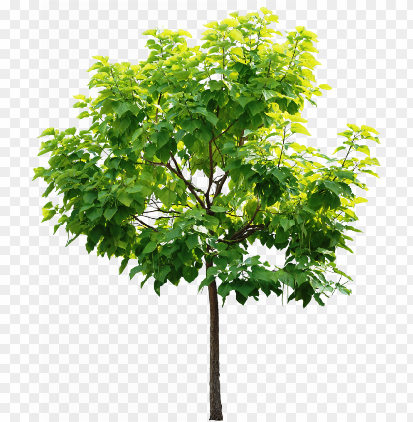 Arboles Y Hojas Para Photoshop Png High Resolution Tree