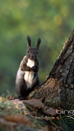 Free Bing Curious Squirrel wallpaper for Nokia N8 281x500