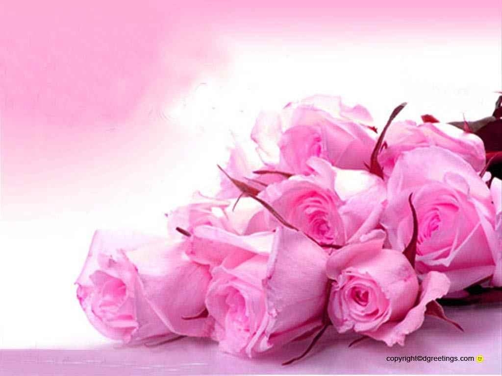 Sweet Roses Pink Color Wallpaper Ref Dgreetings