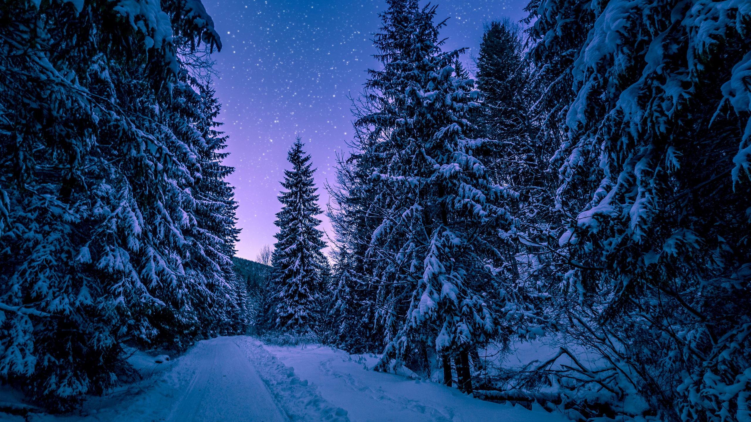 Wallpaper Winter Forest Road Snow Starry