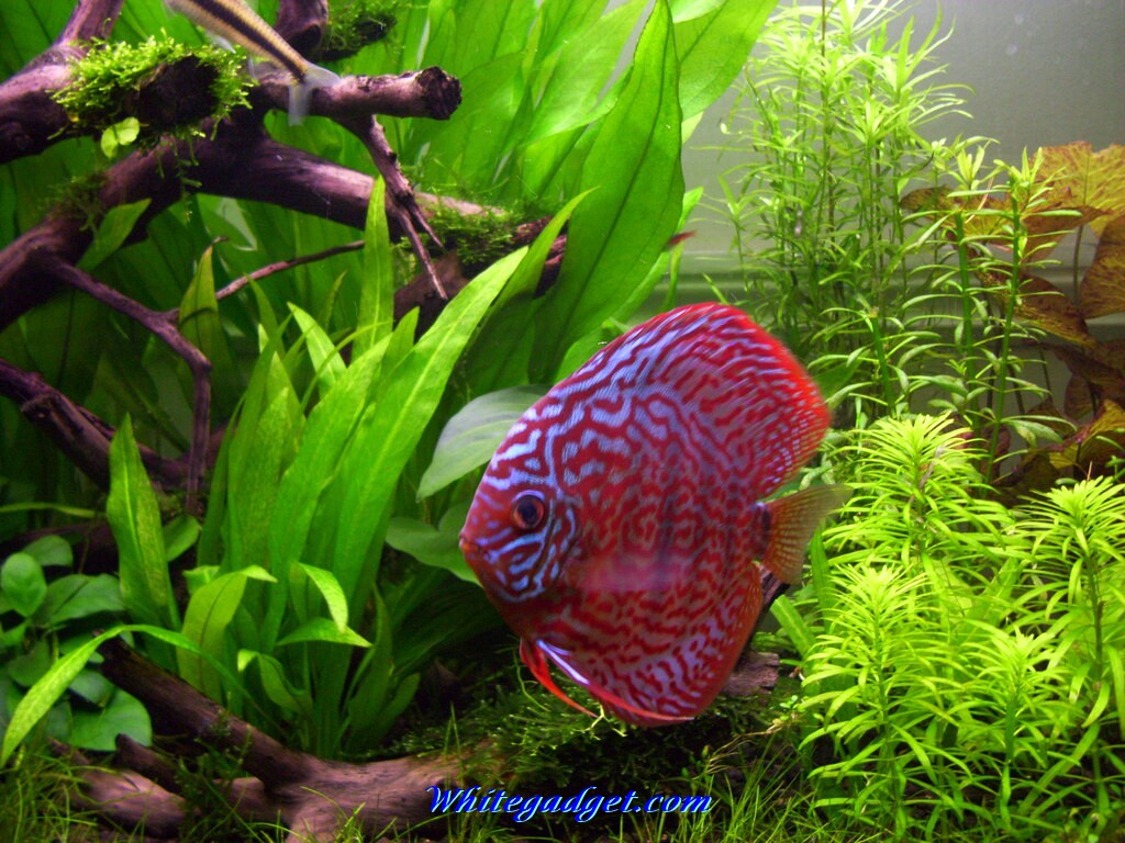 Live Fish Tank Wallpaper For Pc