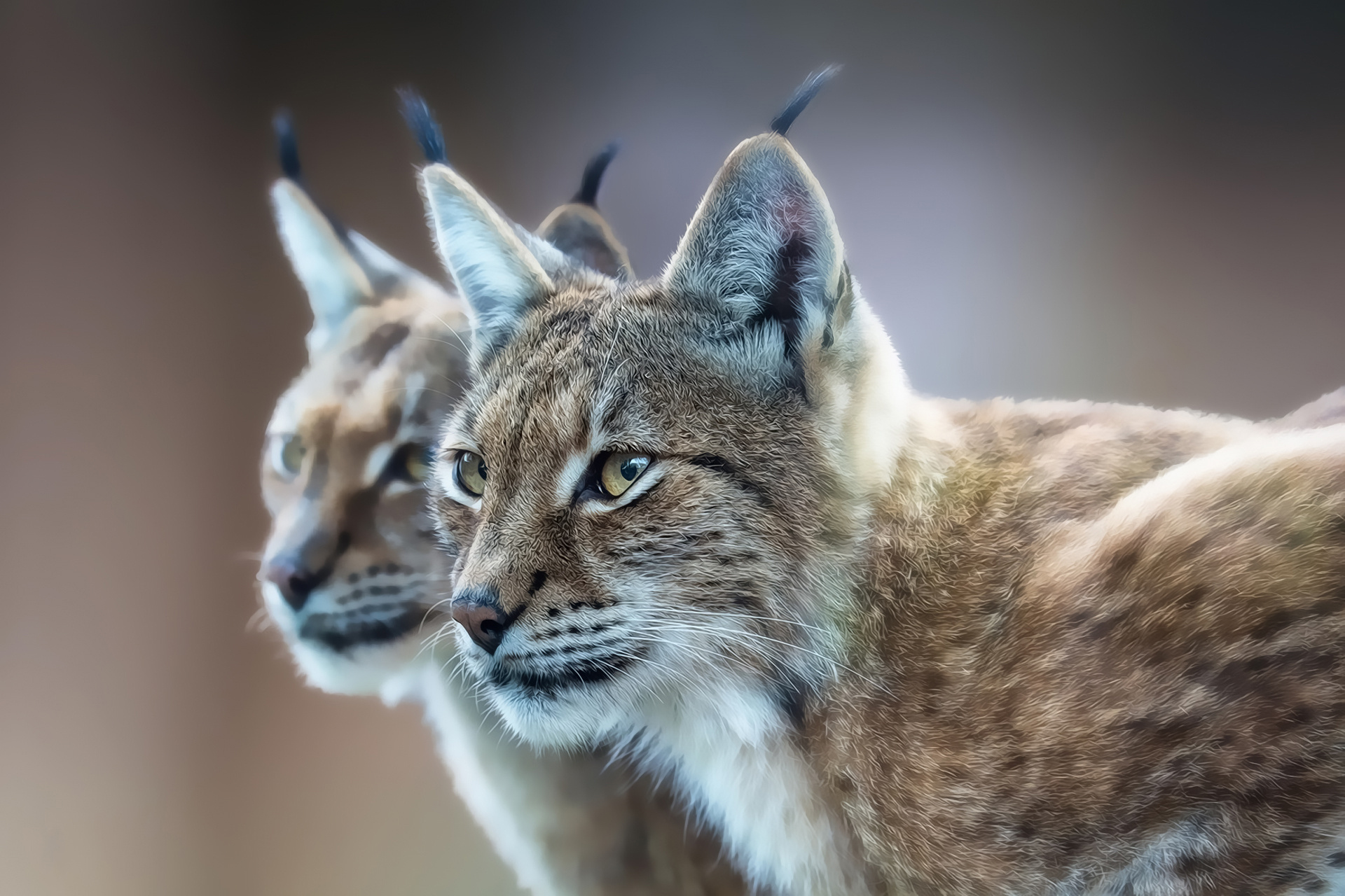 Eurasian Lynx Wallpaper