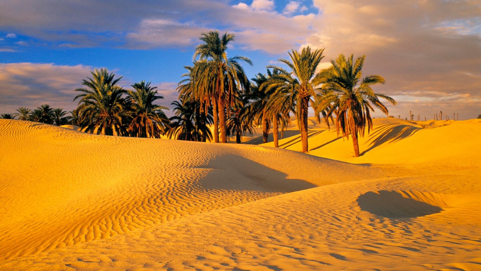Serene Desert Oasis Wallpaper