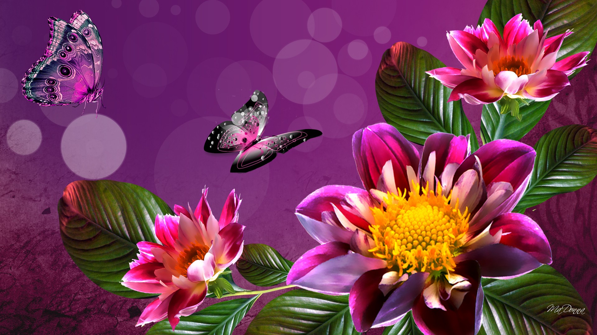 Flower Backgrounds HD Wallpaper