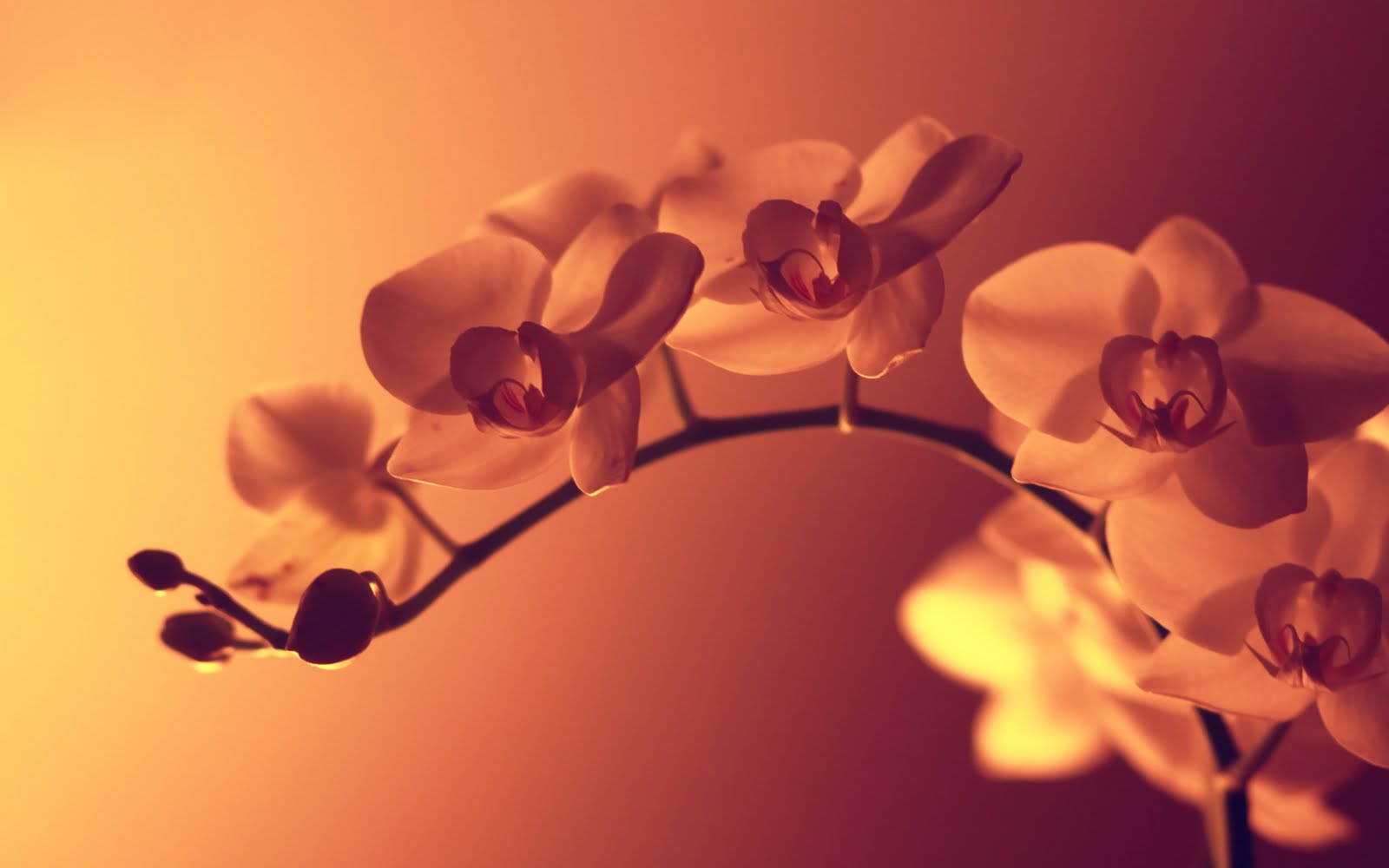250 Orchid HD Wallpapers and Backgrounds