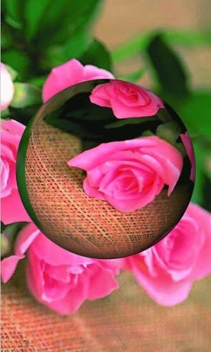 48+] 3D Rose Live Wallpaper - WallpaperSafari
