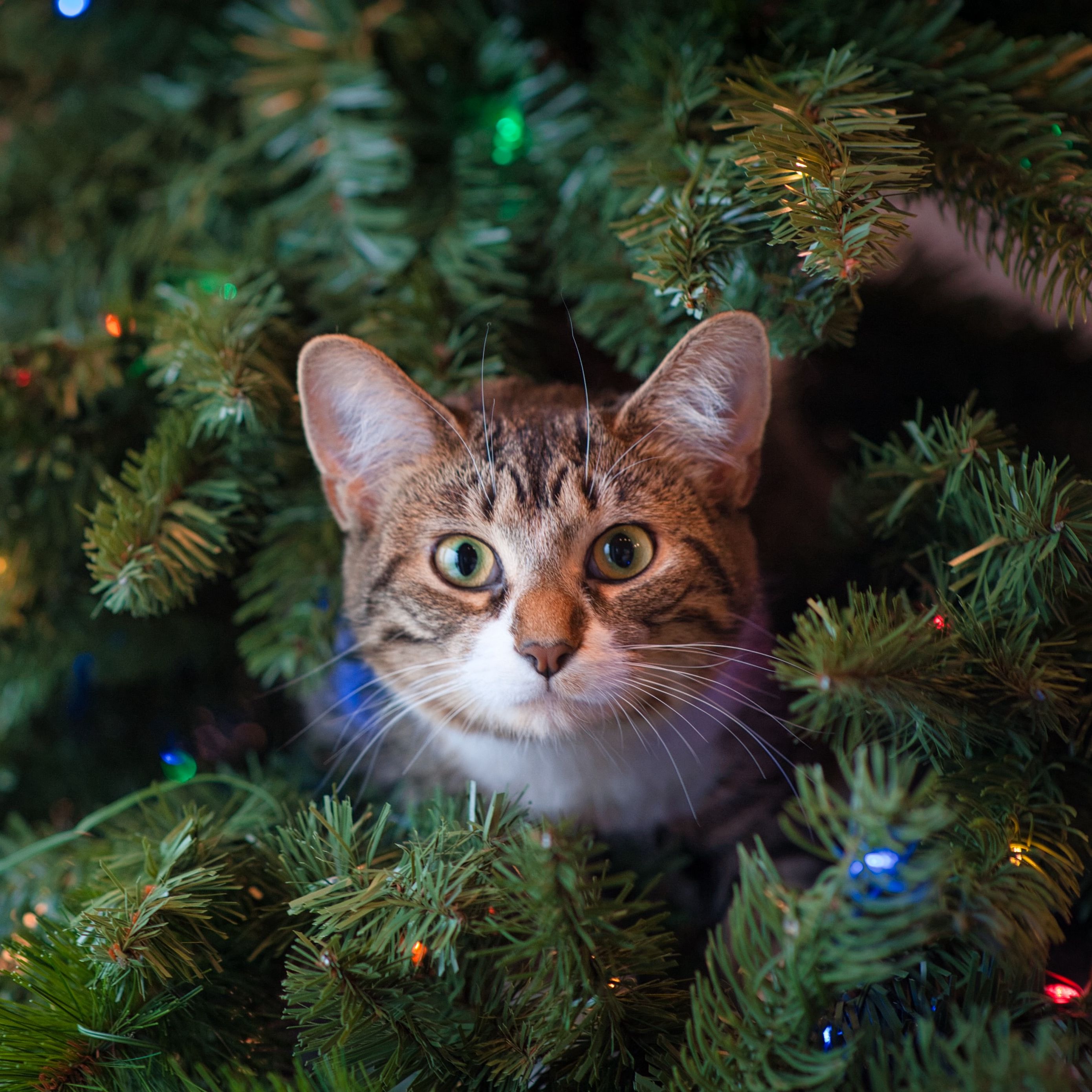 Wallpaper Cat Glance Tree Pet New Year iPad