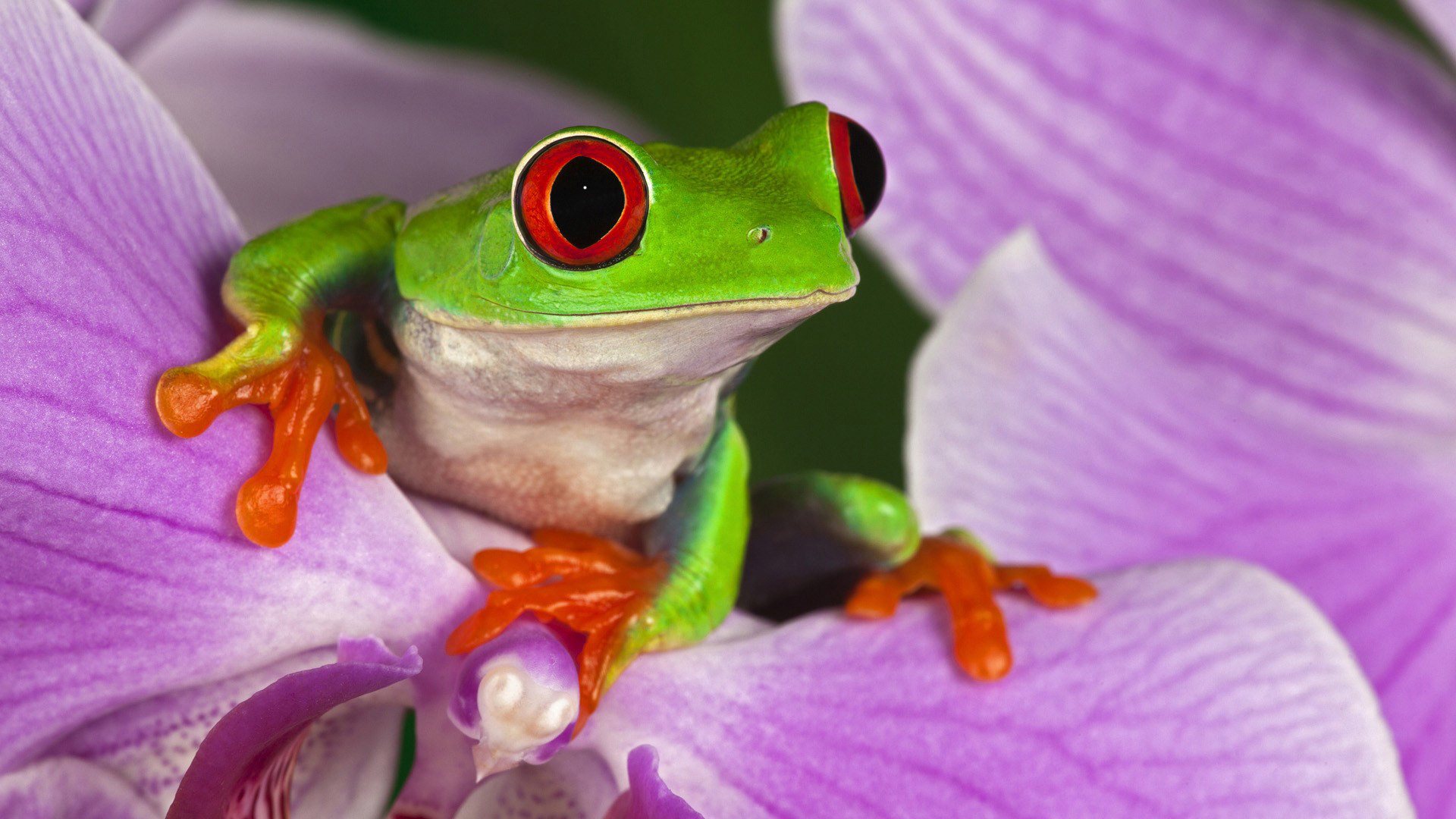 Frog on Purple Flower HD Wallpapers 1920x1080