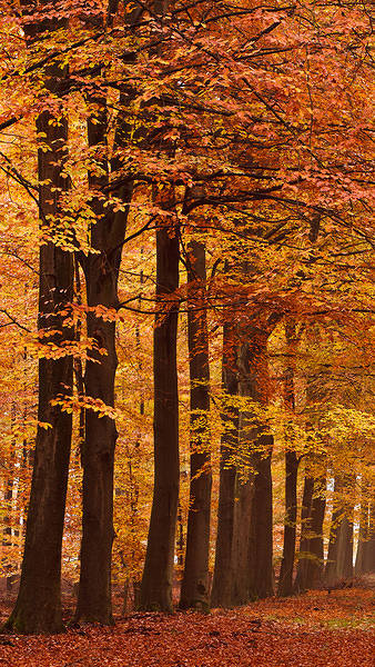iPhone 6S Plus Autumn Wallpaper