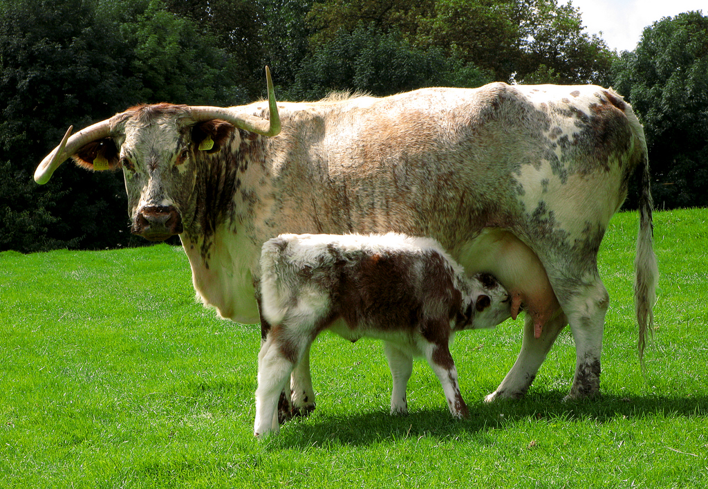 Description English Longhorn Cow And Calf Jpg