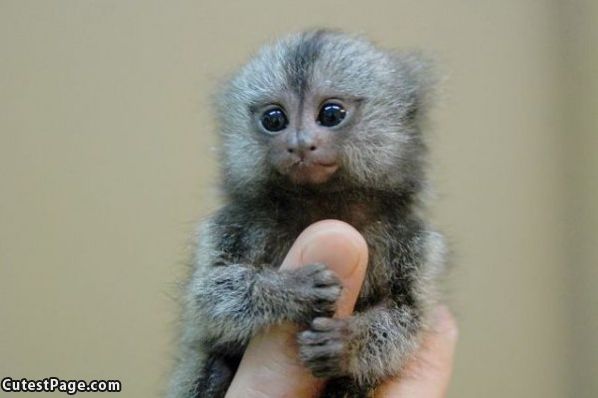 Cute Finger Monkey Image Pictures Becuo