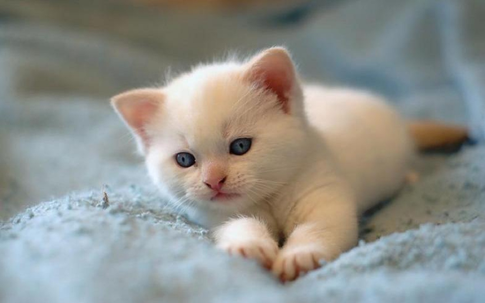 An adorable white kitten with striking blue eyes lies on a soft, light blue blanket. Its paws are outstretched, and it looks curiously at the camera