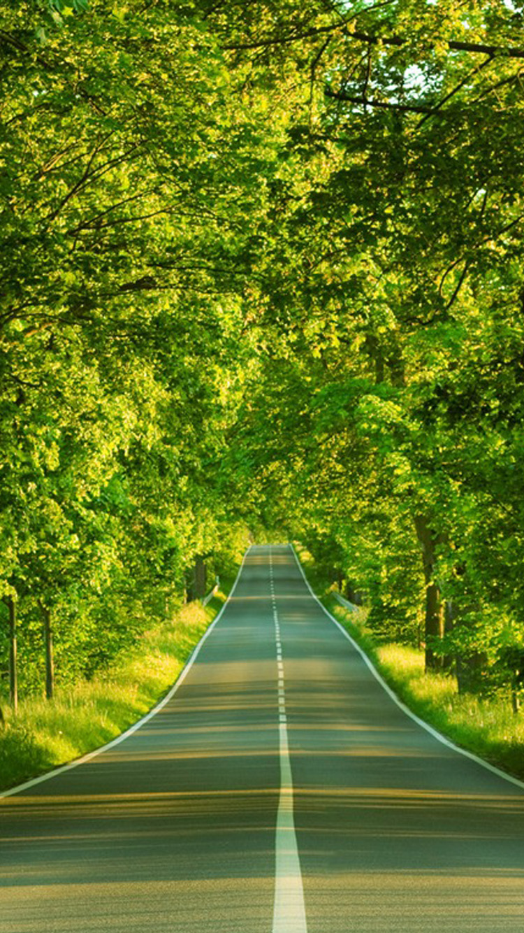 Forest Road iPhone Wallpaper HD