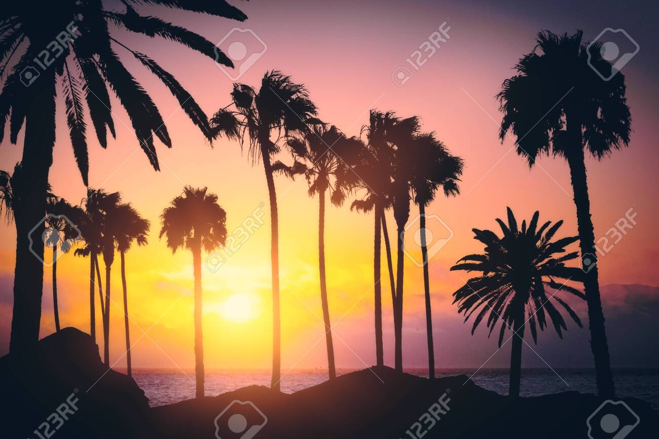 Beautiful Backlit Palm Trees On Sunset Background California