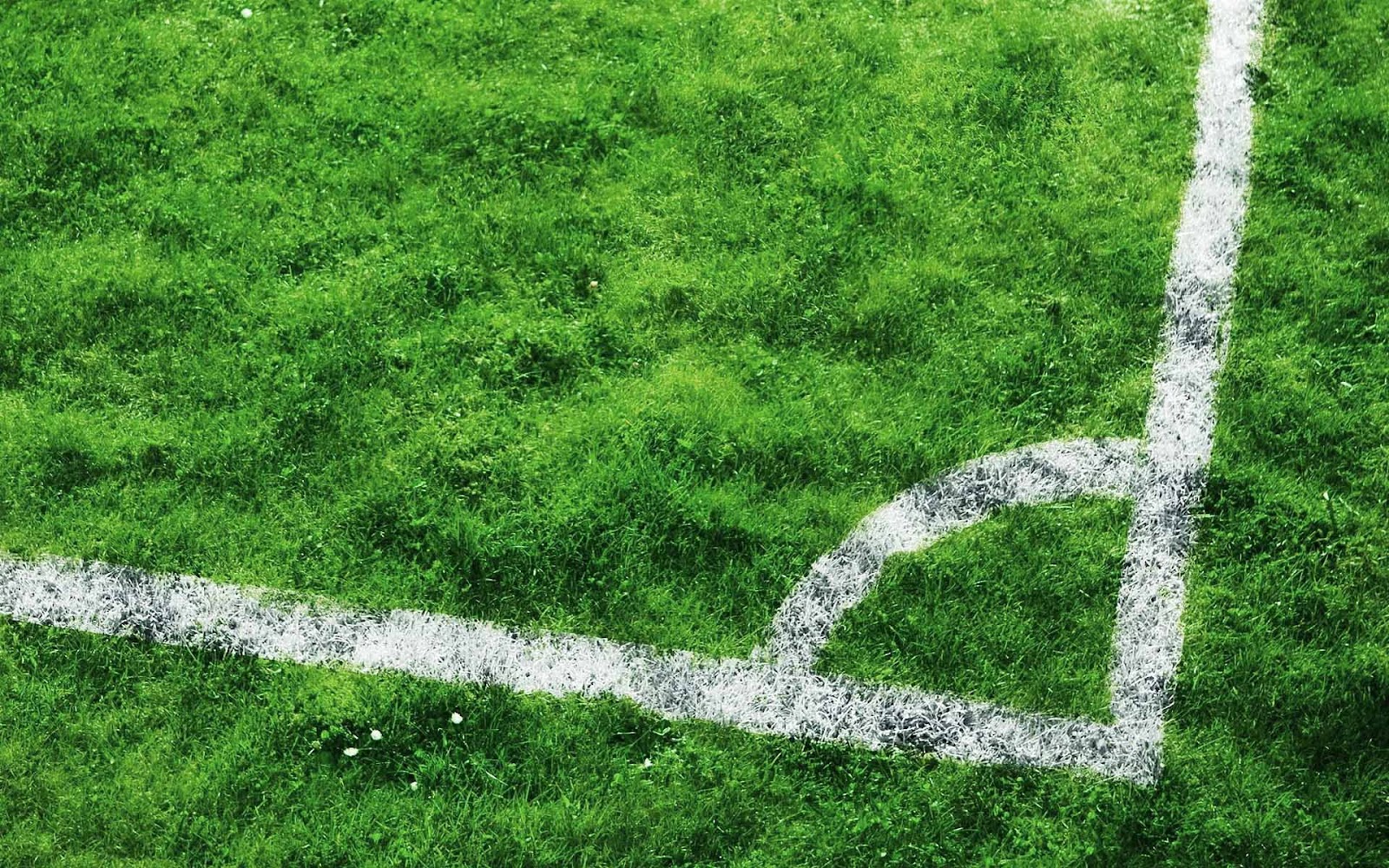 Sports Background For Pc With The White Lines On A Soccer Field