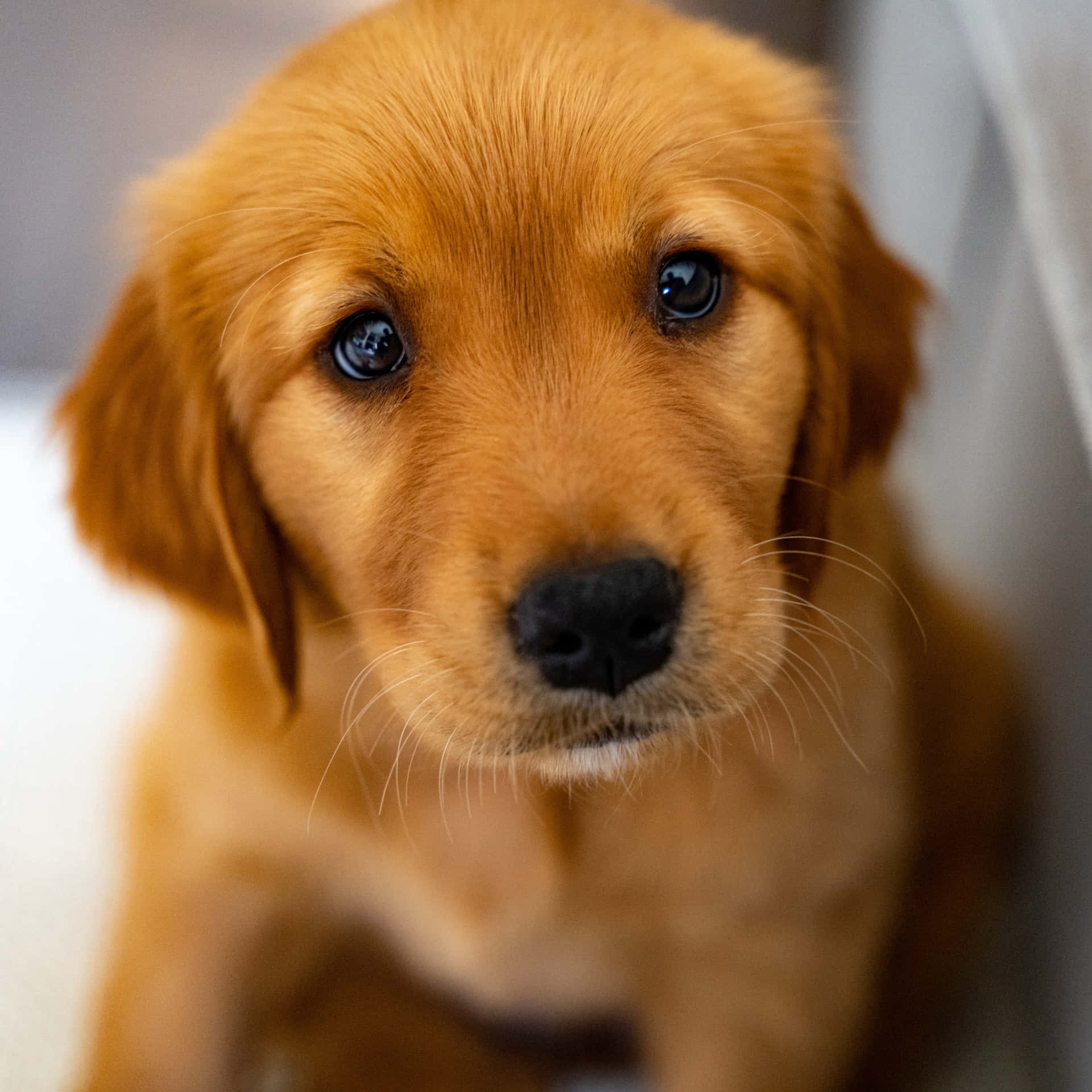 Puppy Dog Picture Wallpaper