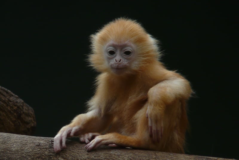 Baby Monkey Wallpapers - Wallpaper Cave