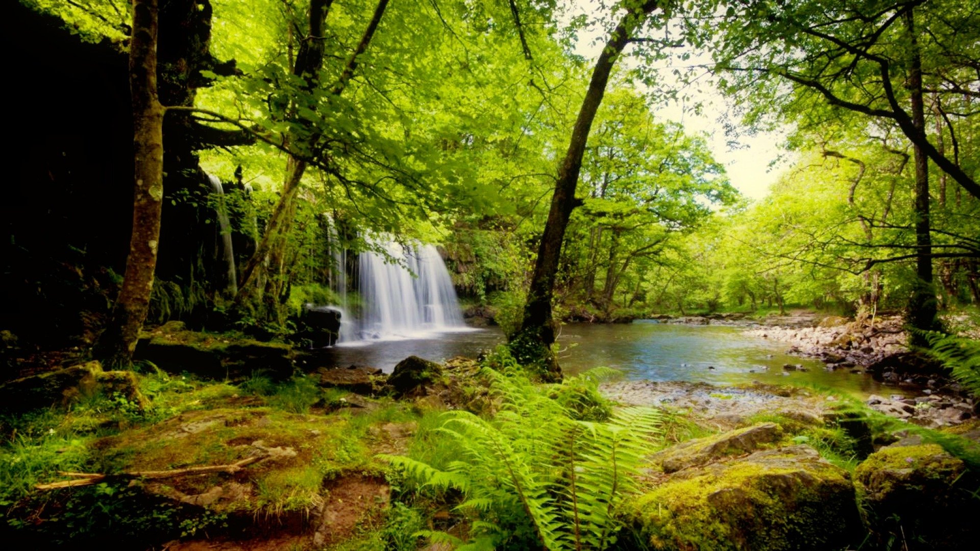 Rainforest HD Wallpaper Image