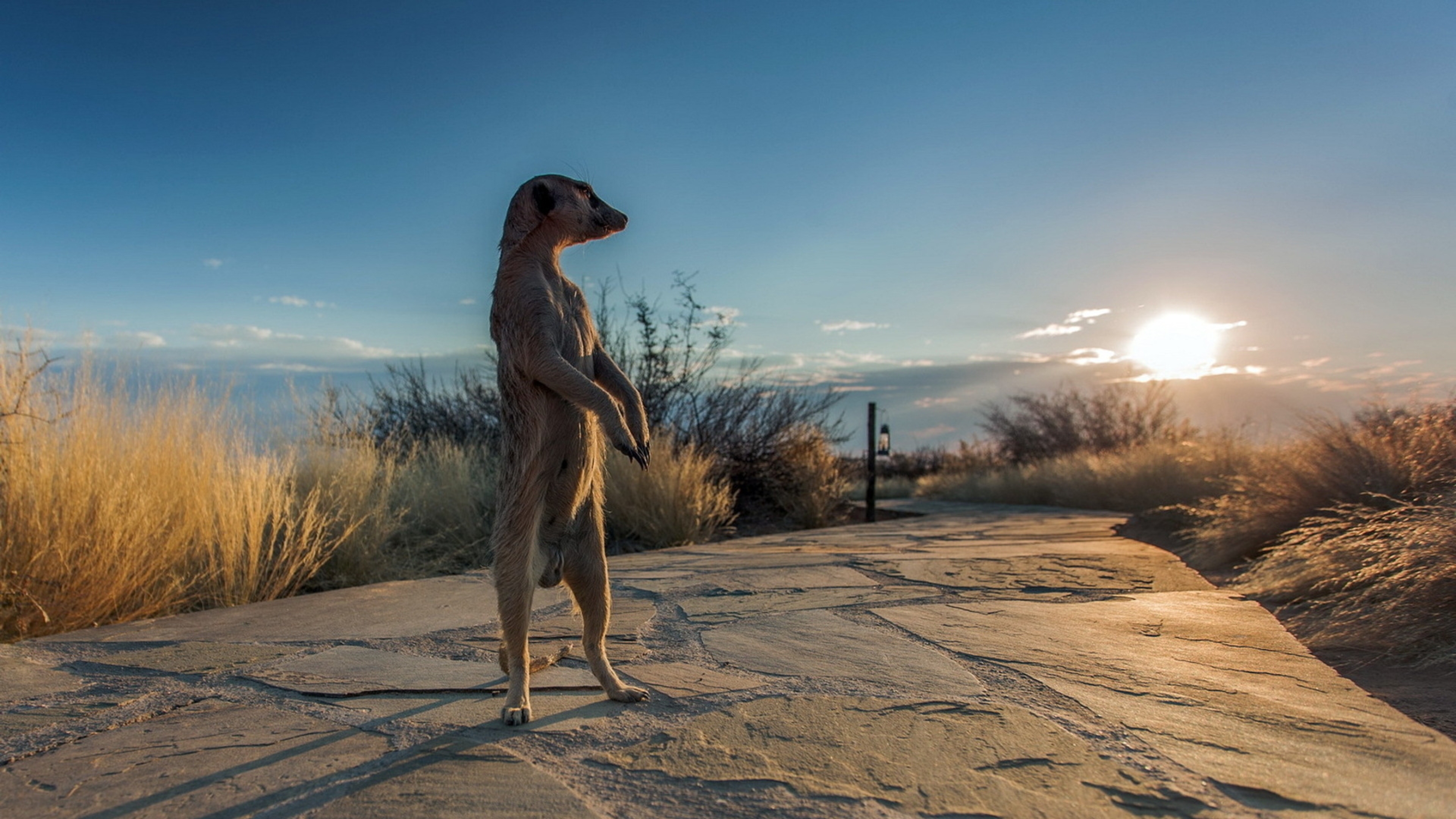 Nature Africa Meerkats