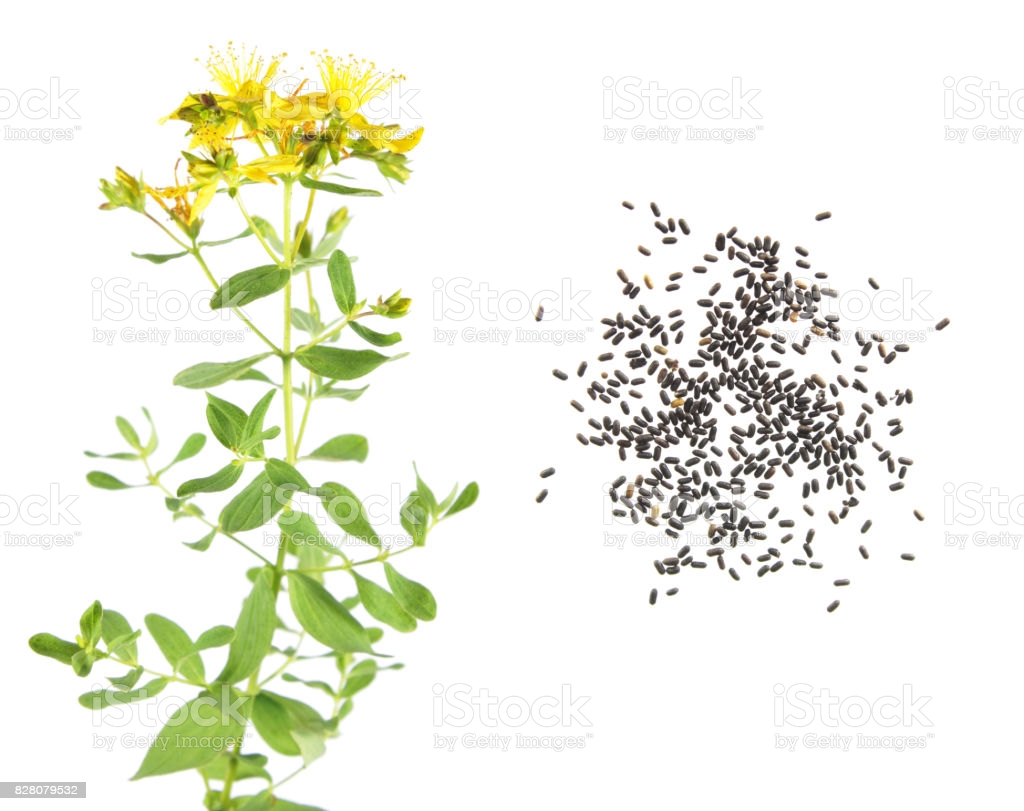 Seeds And Flower Of Saint Peters Wort Isolated On White Background