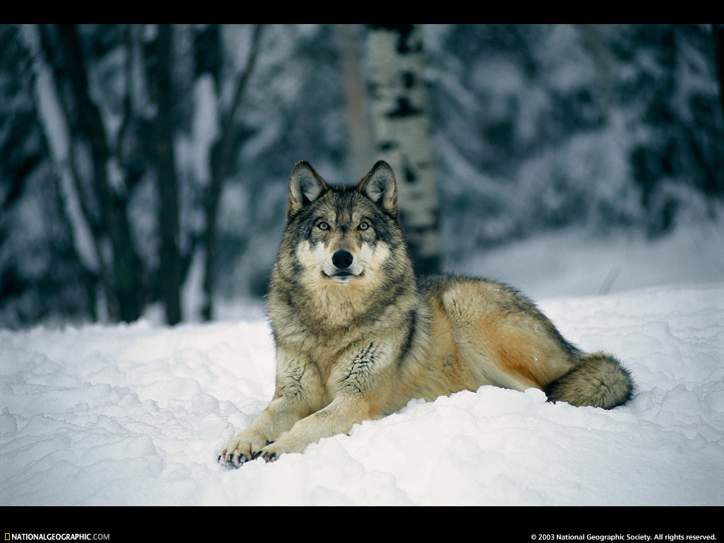 Wolf Picture Resting Gray Desktop Wallpaper