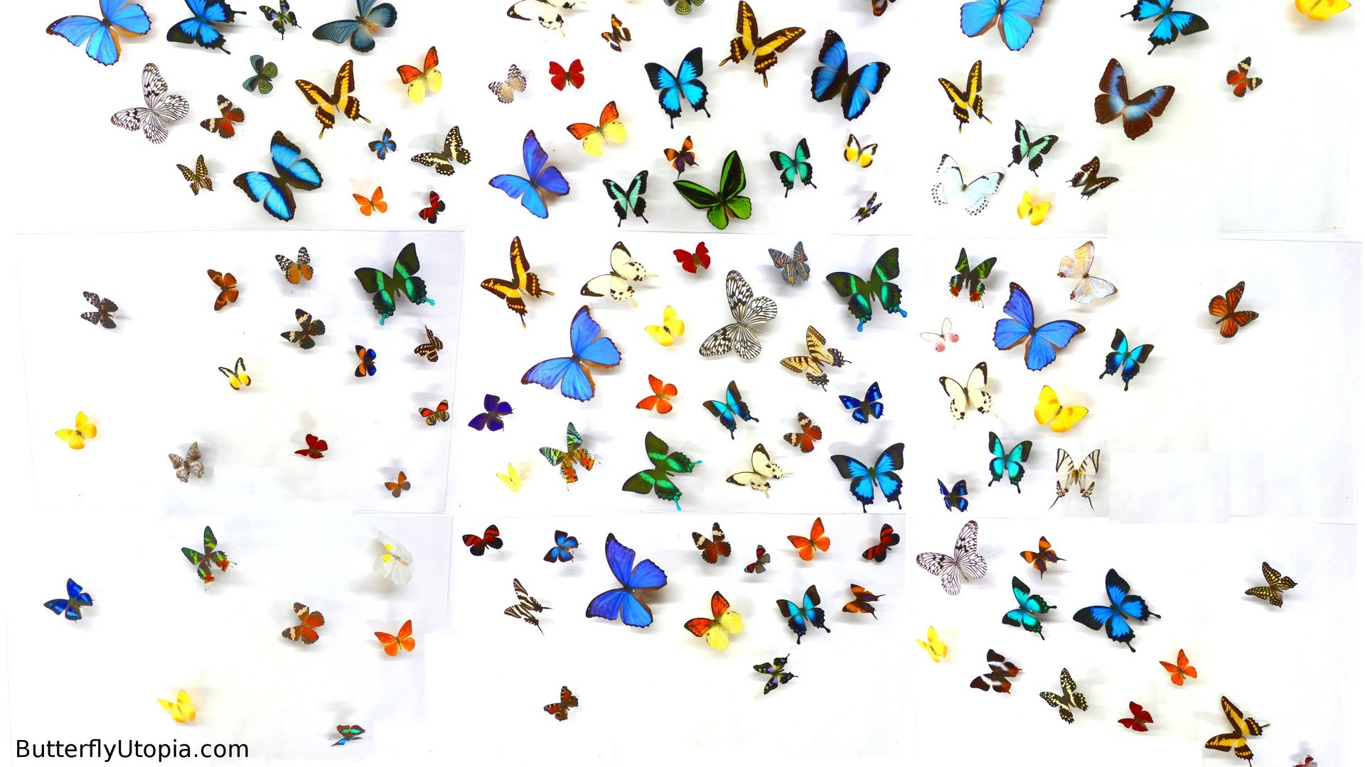 Cute Butterfly Desktop Background HD Wallpaper