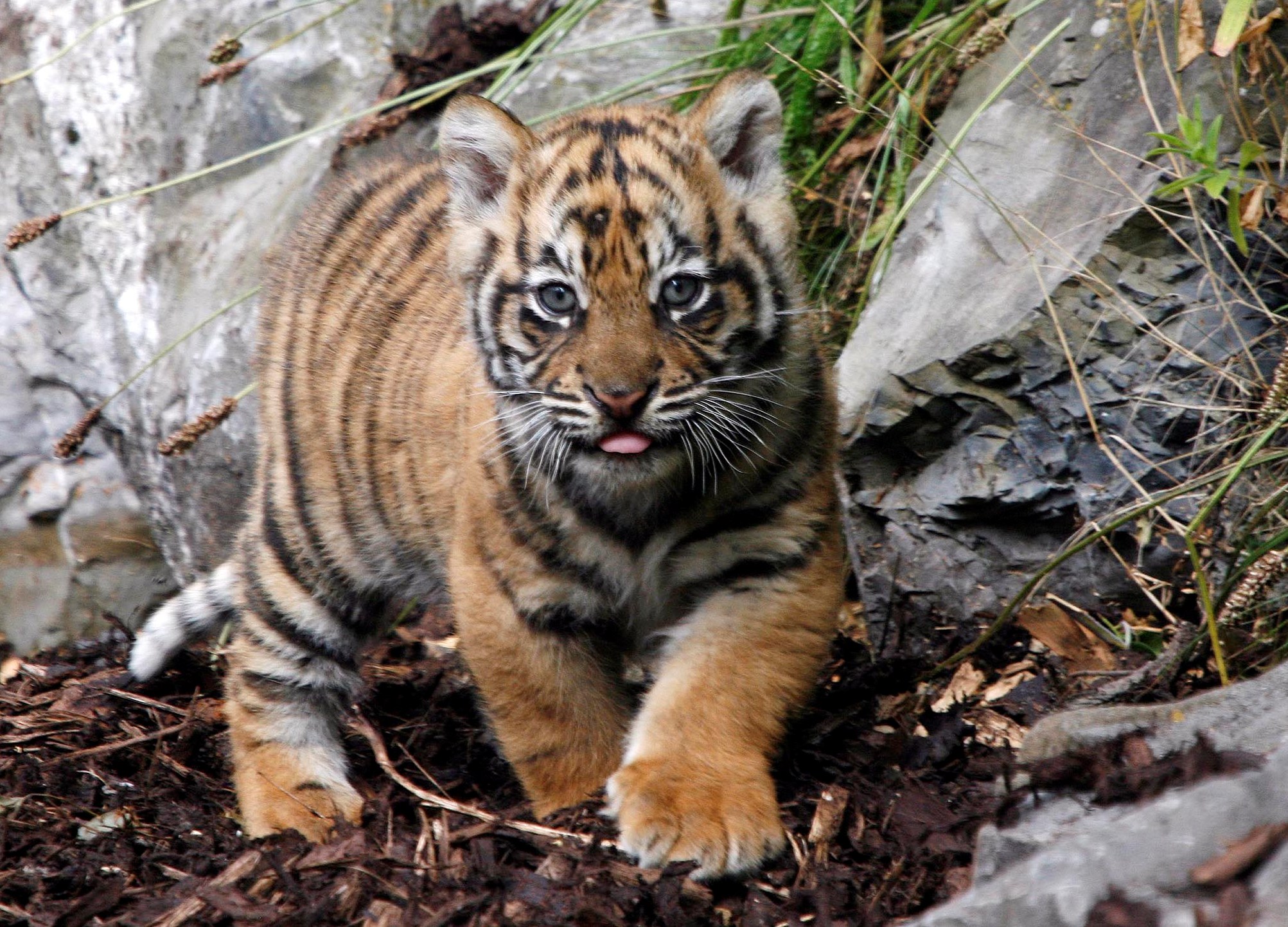 tiger pics dowload desktop cute baby tiger pics. desktop cute baby tige...