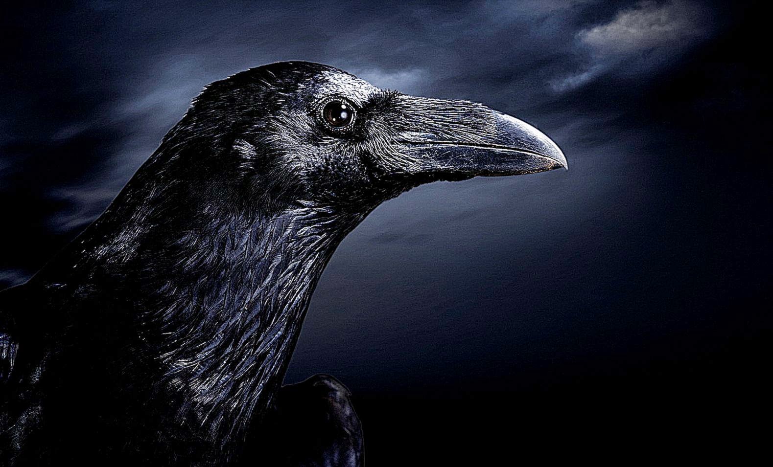 Dark Raven desktop wallpaper Desktopia