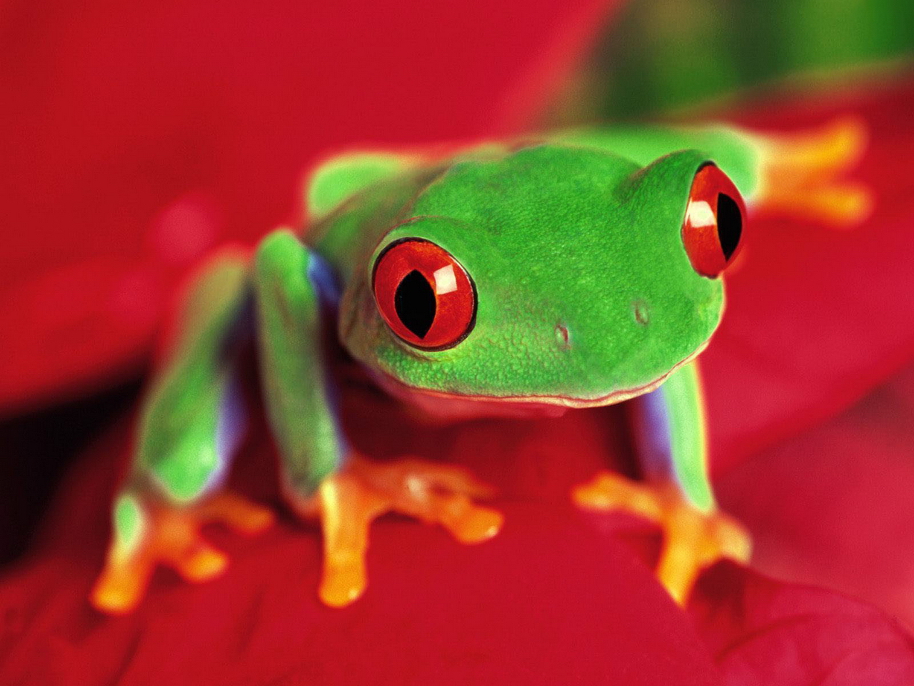 Cute Tree Frog   wallpaper