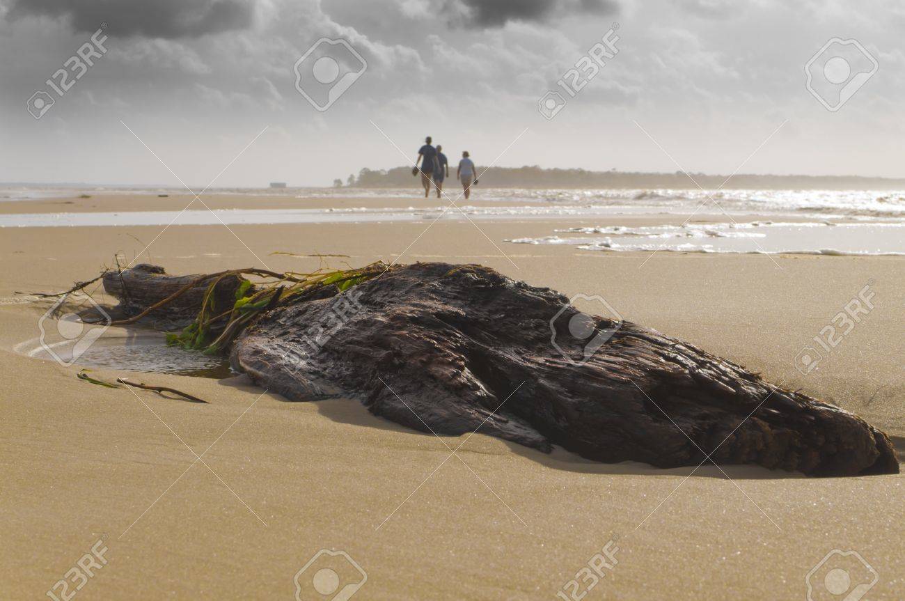 Driftwood On A Stormy Beach With People In The Background Stock