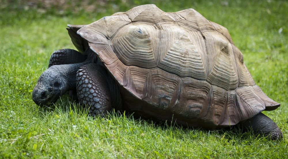 Tortoise Pictures Image